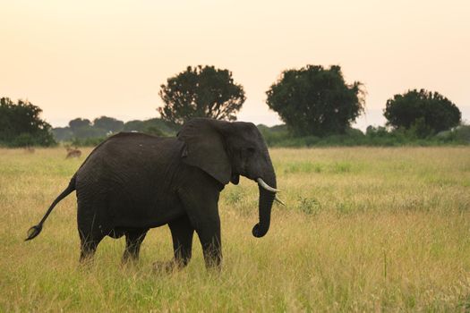 African elephant (Loxodonta africana), Queen Elizabeth National Park, Uganda