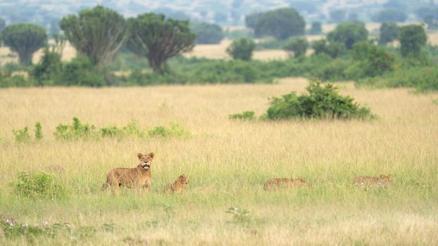 Panoramic landscape of Queen Elizabeth National Park with pride of lions, Uganda 