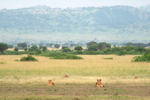 Panoramic landscape of Queen Elizabeth National Park with pride of lions, Uganda 