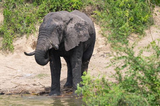 African elephant (Loxodonta africana), Kazinga Channel, Uganda