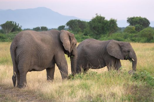 African elephant (Loxodonta africana), Queen Elizabeth National Park, Uganda