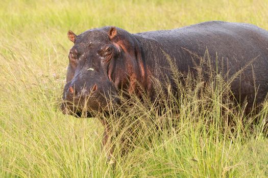 Hippo (Hippopotamus amphibius), Queen Elizabeth National Park, Uganda