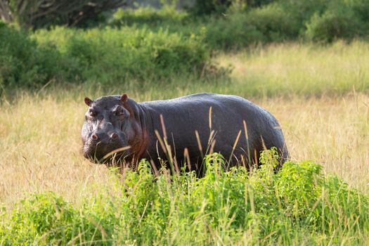 Hippo (Hippopotamus amphibius), Queen Elizabeth National Park, Uganda