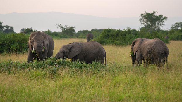African elephant (Loxodonta africana), Queen Elizabeth National Park, Uganda