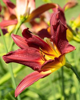 Day lily (Hemerocallis), close up of the flower head