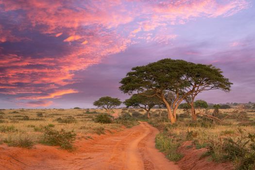 Panoramic image, sunrise at Murchison Falls National Park, Uganda