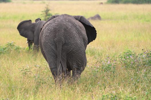 African elephant (Loxodonta africana), Queen Elizabeth National Park, Uganda
