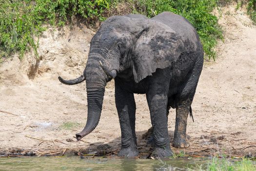 African elephant (Loxodonta africana), Kazinga Channel, Uganda