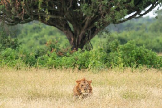 Panoramic landscape with lion, Uganda 