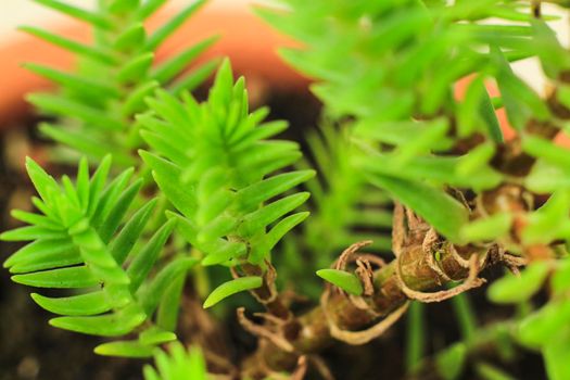 Beautiful Crassula Muscosa plant in the garden under the sun
