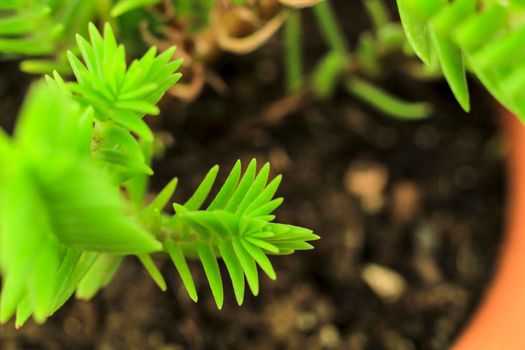 Beautiful Crassula Muscosa plant in the garden under the sun