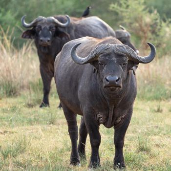 African buffalo (Syncerus caffer), National Parks of Uganda