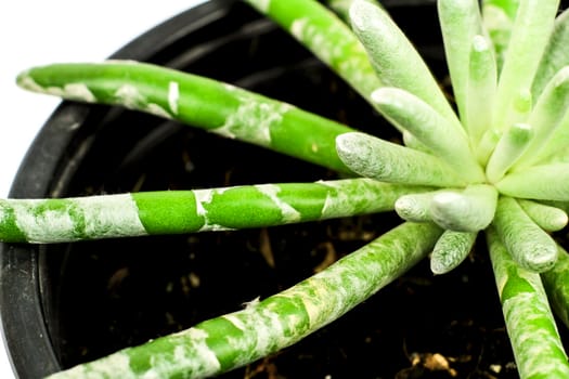 Beautiful Senecio Scaposus plant in the garden. Macro photography