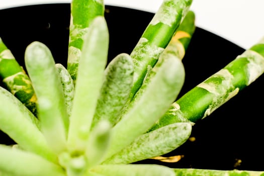 Beautiful Senecio Scaposus plant in the garden. Macro photography