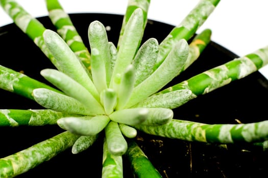 Beautiful Senecio Scaposus plant in the garden. Macro photography