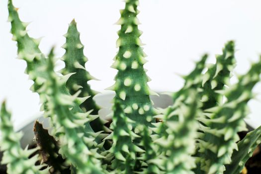 Beautiful Aloe Humilis plant on white background