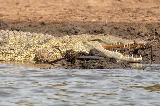 Nile Crocodile (Crocodylus niloticus), photo was taken on Kazinga Channel, Uganda