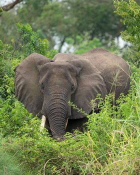 African elephant (Loxodonta africana), Kazinga Channel, Uganda