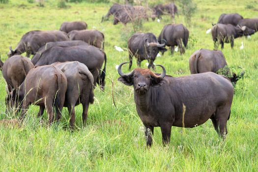 African buffalo (Syncerus caffer), National Parks of Uganda