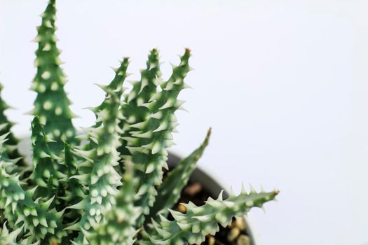 Beautiful Aloe Humilis plant on white background