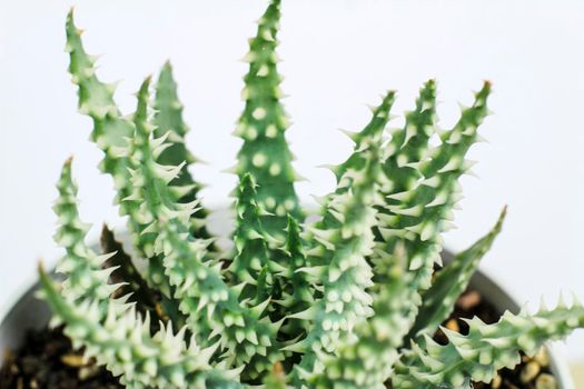 Beautiful Aloe Humilis plant on white background