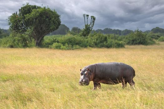 Hippo (Hippopotamus amphibius) outside the pool, Queen Elizabeth National Park, Uganda