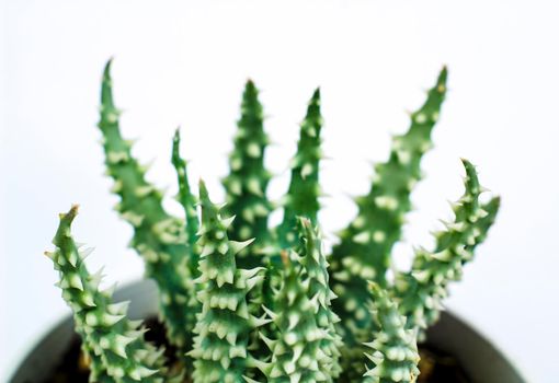 Beautiful Aloe Humilis plant on white background