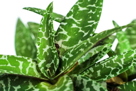 Beautiful Ledebouria Socialis plant in the garden
