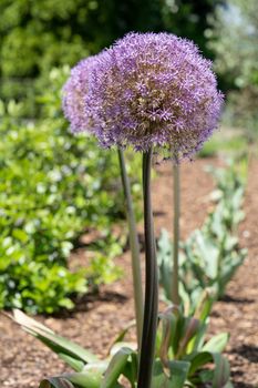 Giant onion (Allium giganteum), close up image of the flower head