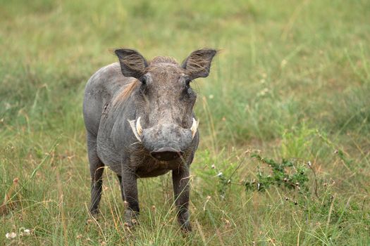 Warthog (Phacochoerus africanus), National Parks of Uganda