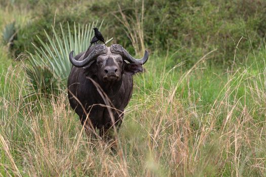 African buffalo (Syncerus caffer), National Parks of Uganda