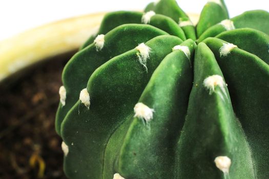 Beautiful Echinopsis Subdenudata cactus plant in the garden. Macro photography