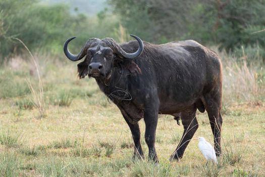 African buffalo (Syncerus caffer), Murchison Falls National Park, Uganda