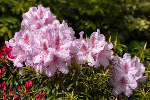 Rhododendron Ponticum Filigran (Rhododendron Ponticum)