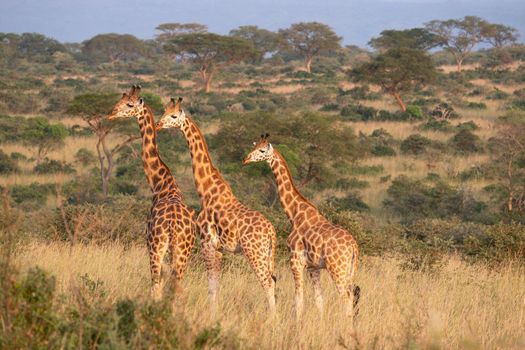 Baringo Giraffe (Giraffa camelopardalis), Murchison Falls National Park, Uganda