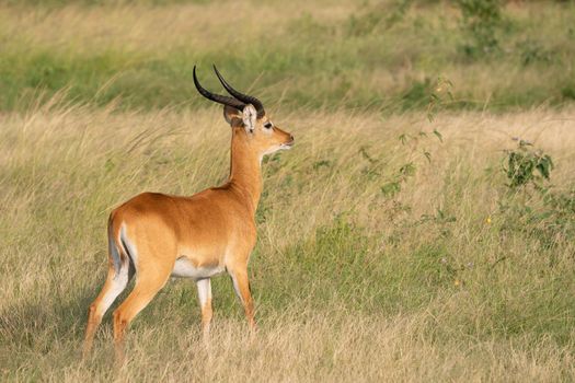 Uganda Kob (Kobus thomasi), Queen Elizabeth National Park, Uganda