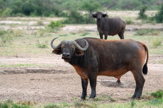 African buffalo (Syncerus caffer), Murchison Falls National Park, Uganda