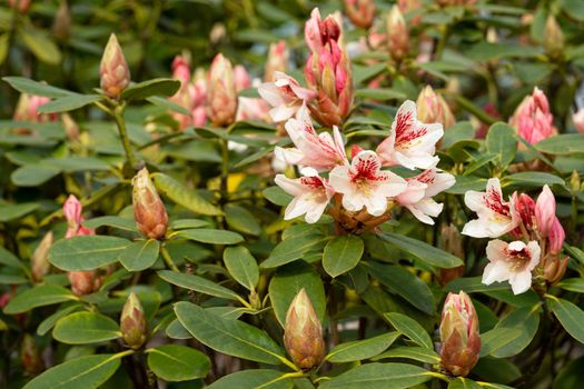 Rhododendron Hybrid (Rhododendron hybrid), close up of the flower head