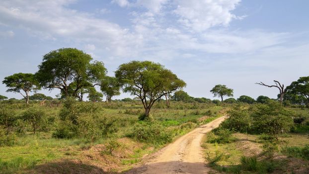 Panoramic scenic view into the landscape of Murchison Falls National Park, Uganda