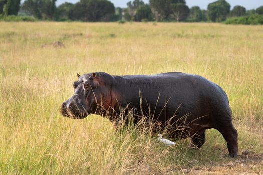 Hippo (Hippopotamus amphibius), Queen Elizabeth National Park, Uganda