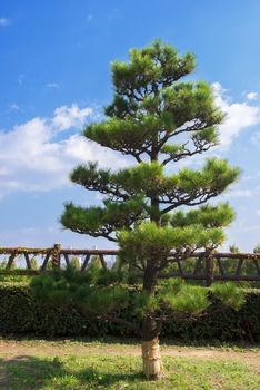 Pine tree in sunny day in Japan