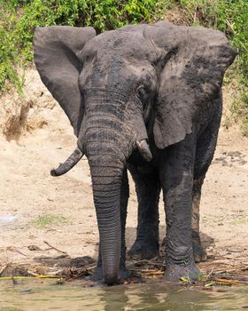 African elephant (Loxodonta africana), Kazinga Channel, Uganda
