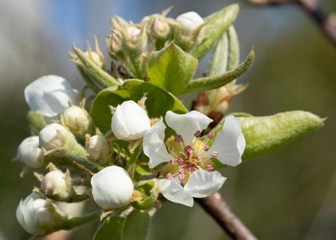 Common pear (Pyrus domestica), blossoms of springtime