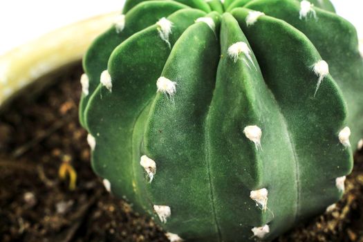Beautiful Echinopsis Subdenudata cactus plant in the garden. Macro photography