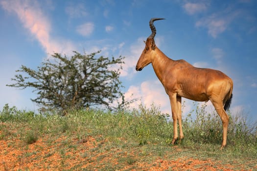 Hartebeest (Alcelaphus lelwel), Murchison Falls National Park, Uganda