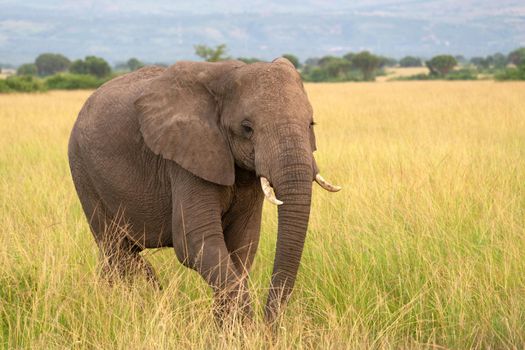 African elephant (Loxodonta africana), Queen Elizabeth National Park, Uganda
