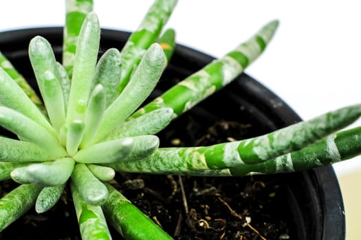 Beautiful Senecio Scaposus plant in the garden. Macro photography