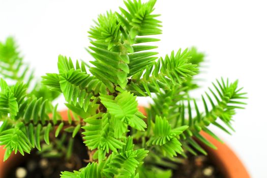 Beautiful Crassula Muscosa plant in the garden under the sun