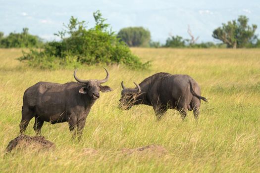African buffalo (Syncerus caffer), Queen Elizabeth National Park, Uganda