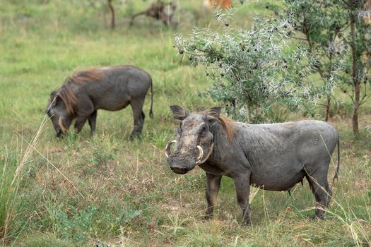 Warthog (Phacochoerus africanus), National Parks of Uganda